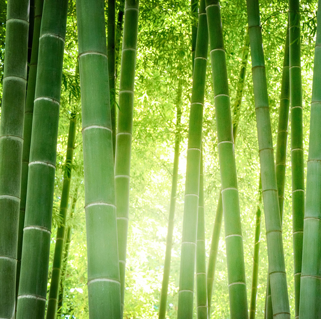 Exploring the Sustainability of Bamboo: A Renewable Resource